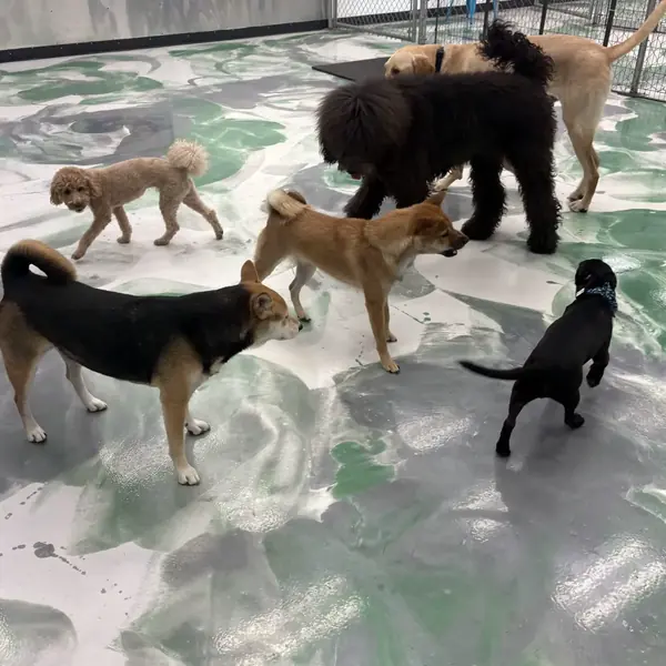 Suite time during boarding at K9 Rox Club